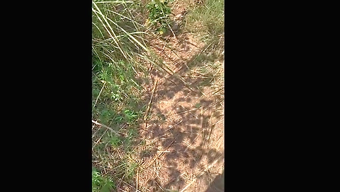 Indian Randi Sex In Jungle (forest) New Video 2024
