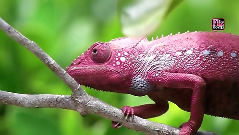 Mandrake The Magician Flizmovies Hindi Web Series Sex Video